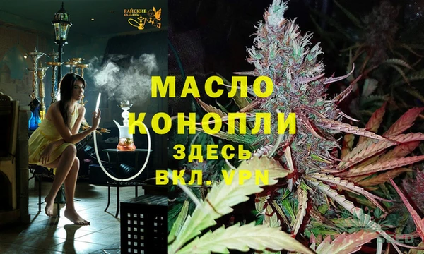 сатива Новокубанск